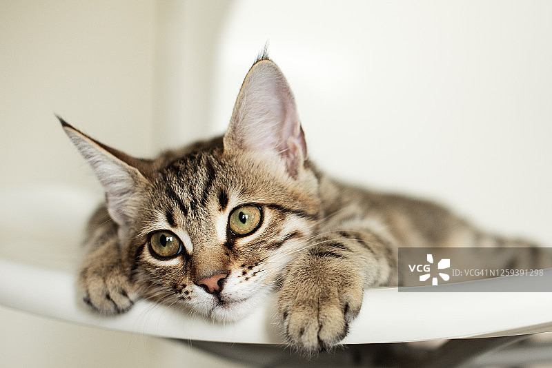 椅子上的猫，舒适的象征图片素材