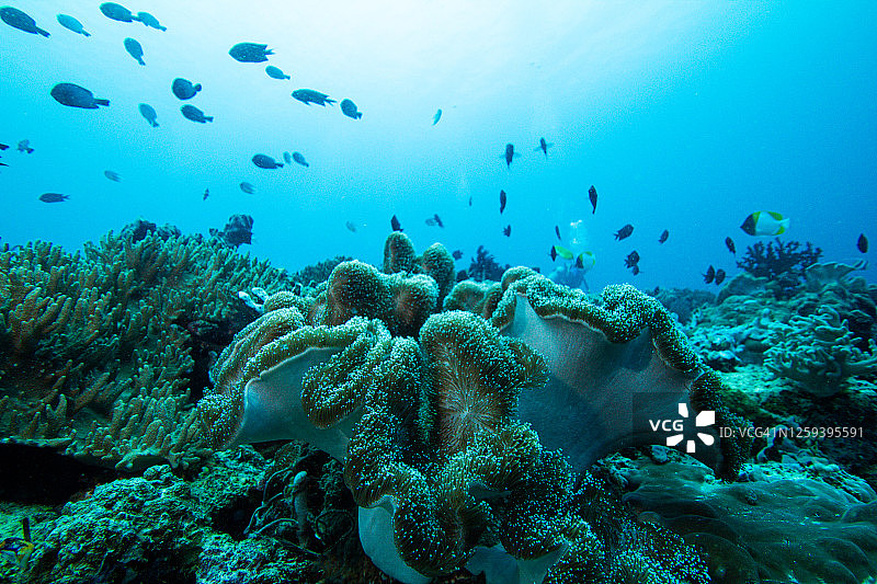 珊瑚礁，水下广角，海葵图片素材
