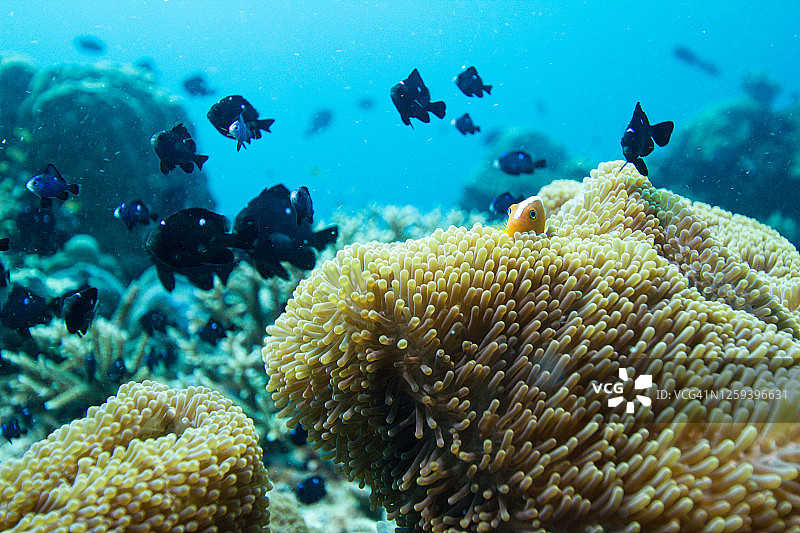 珊瑚礁，水下广角，海葵图片素材