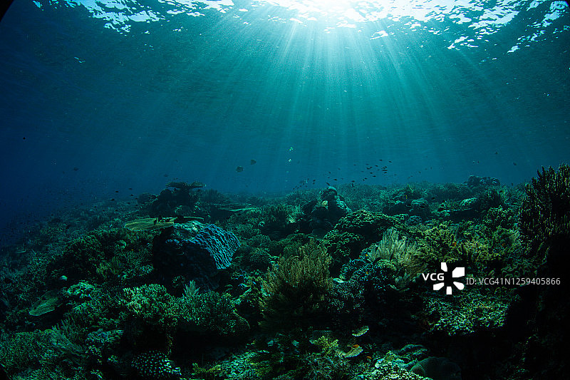 珊瑚礁，水下广角，海葵图片素材