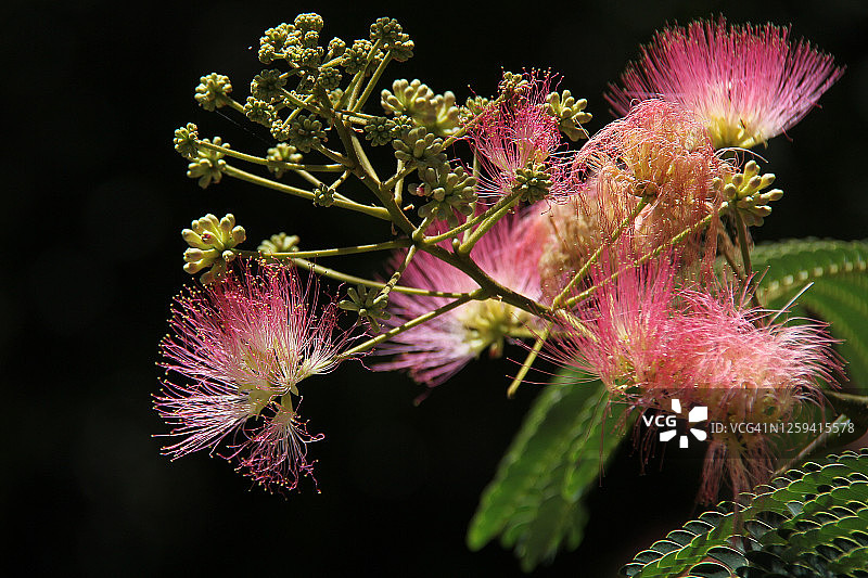 粉色合欢花图片素材
