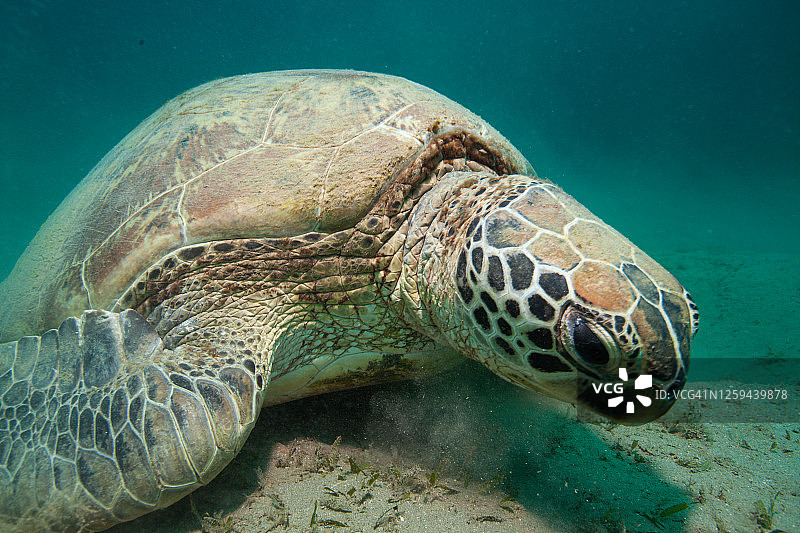 绿海龟和玳瑁水下摄影图片素材