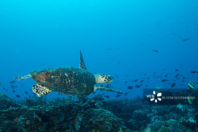 绿海龟和玳瑁水下摄影图片素材