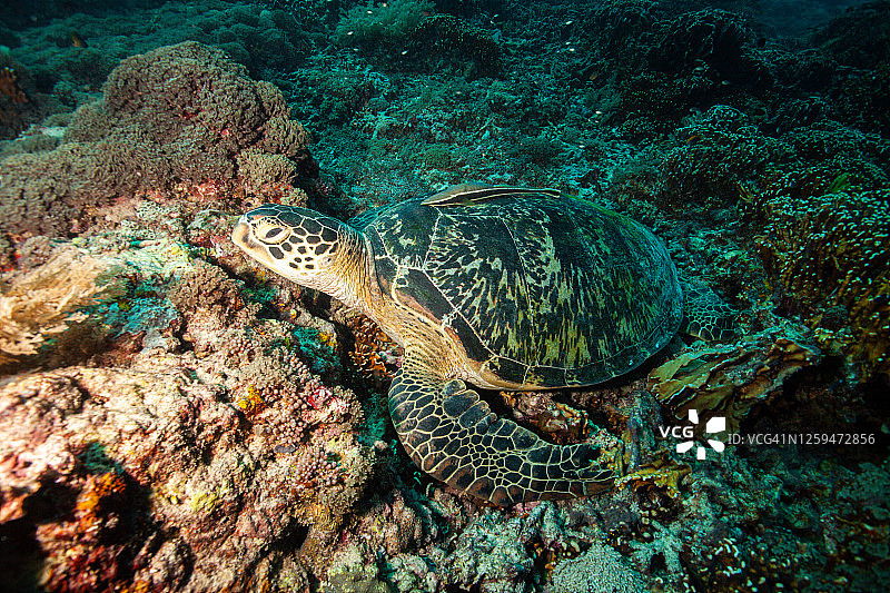 绿海龟和玳瑁水下摄影图片素材