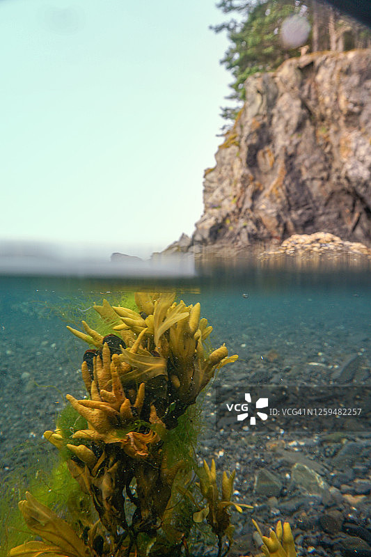 岩石海岸边的海藻图片素材