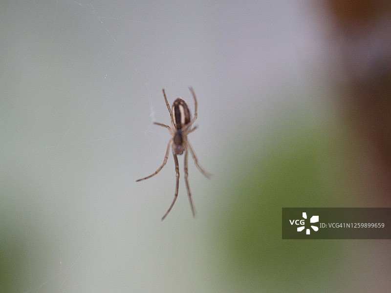 绿色背景蜘蛛微距图像图片素材