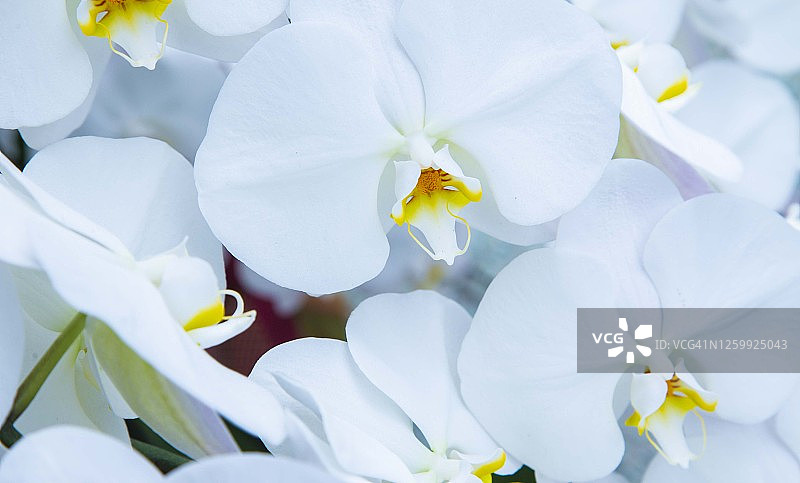 蝴蝶兰图片素材