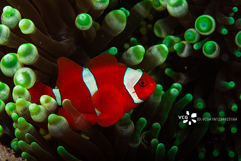 热带海水珊瑚花园中的公子小丑鱼，尼莫图片素材