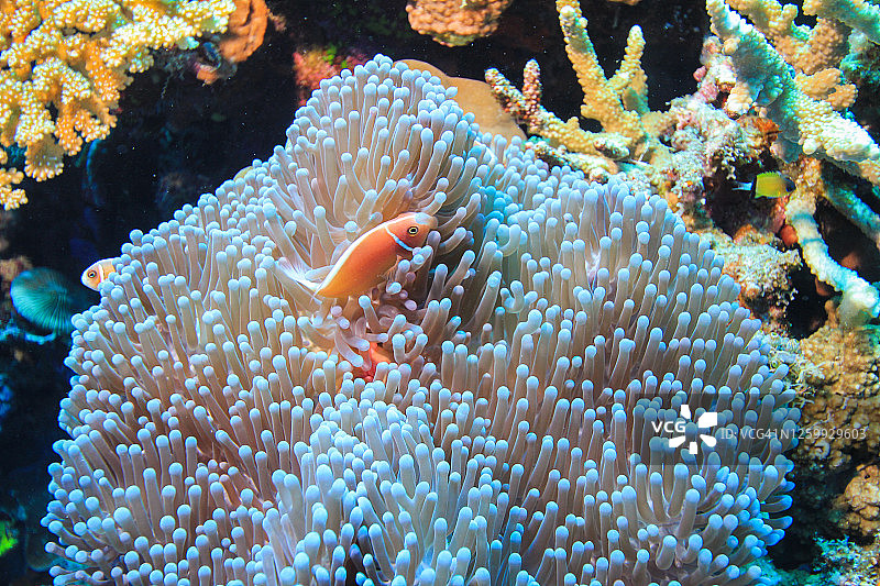 热带海水珊瑚花园中的公子小丑鱼，尼莫图片素材