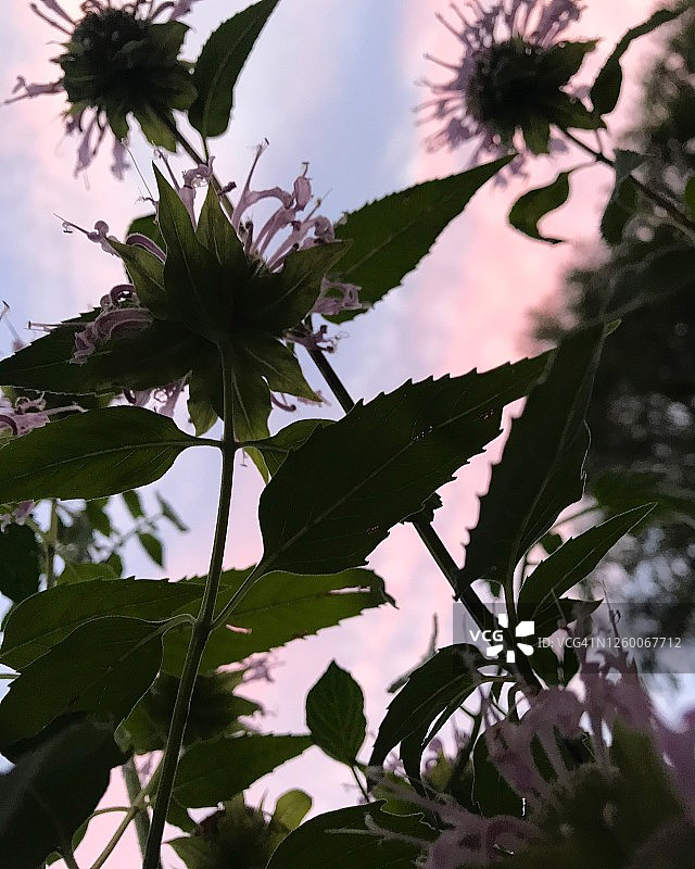 蜜蜂香脂和日落天空图片素材