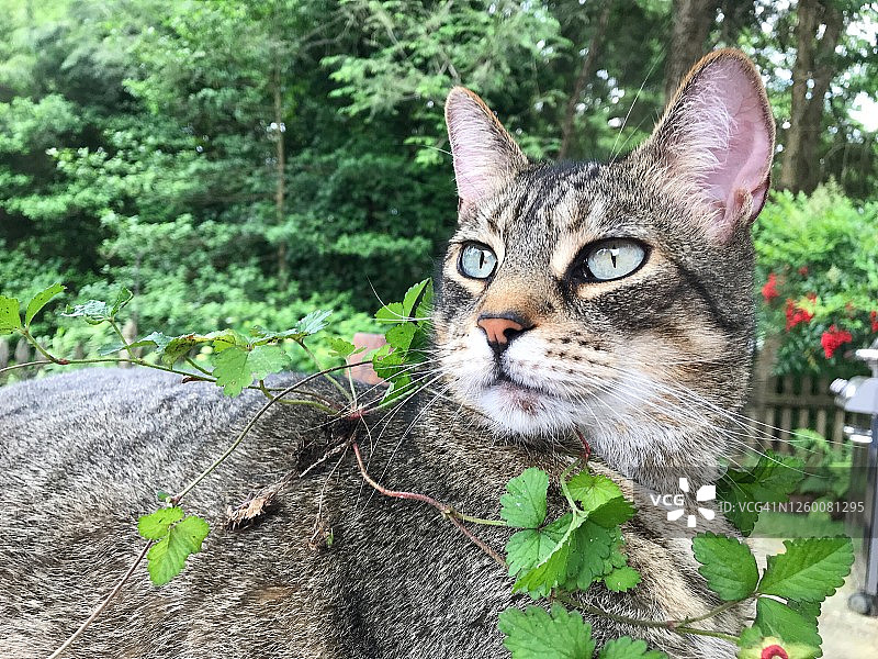 戴着野草莓花环的虎斑猫图片素材