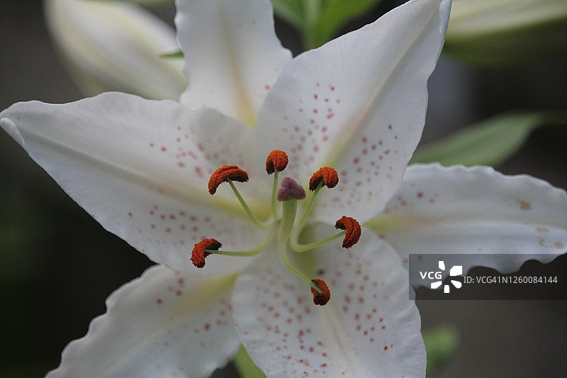 带斑点的白色百合花图片素材