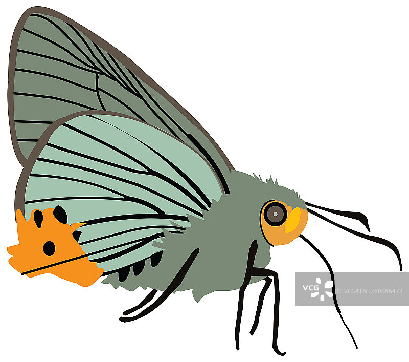 印度棕鹟图片素材