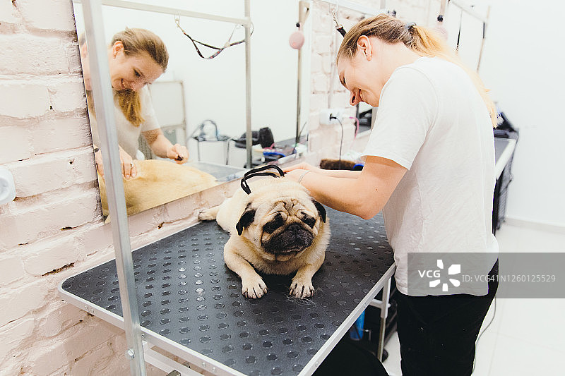 宠物护理店里照顾巴哥犬的年轻女美容师图片素材