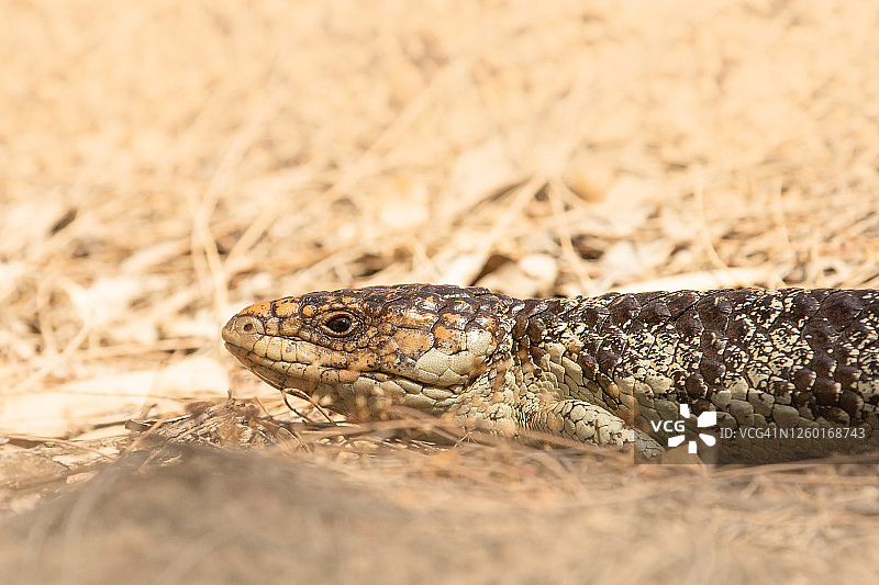 短尾蜥蜴图片素材