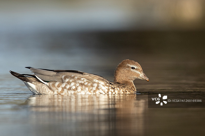 澳洲木鸭雌鸟图片素材