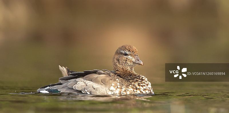 澳洲木鸭雌鸟图片素材