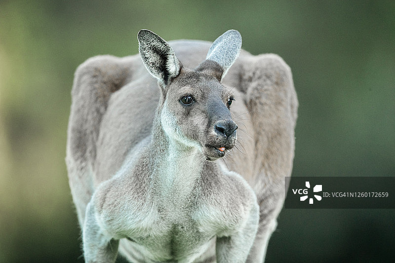 雄性袋鼠图片素材