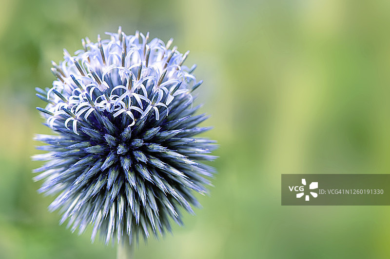 蓝色的夏日蓝刺头花图片素材