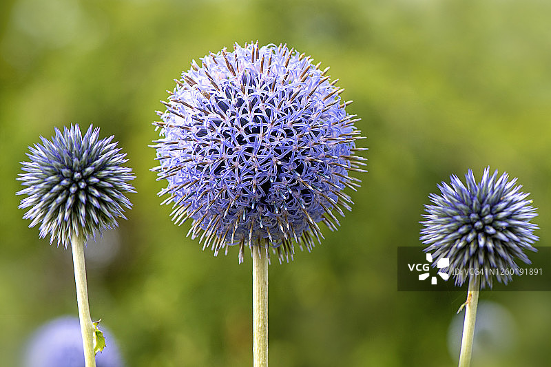 蓝色的夏日蓝刺头花图片素材