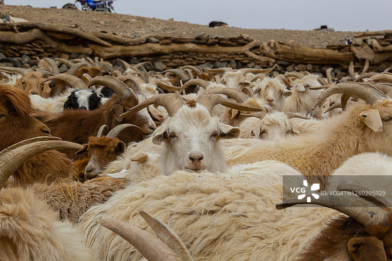 表情严肃的山羊图片素材