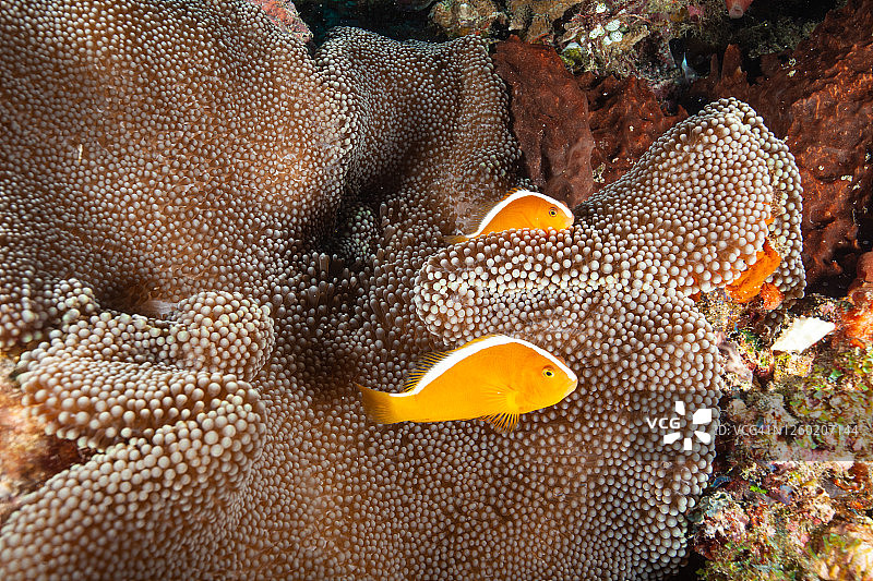 热带咸水珊瑚园中的小丑鱼、海葵鱼图片素材