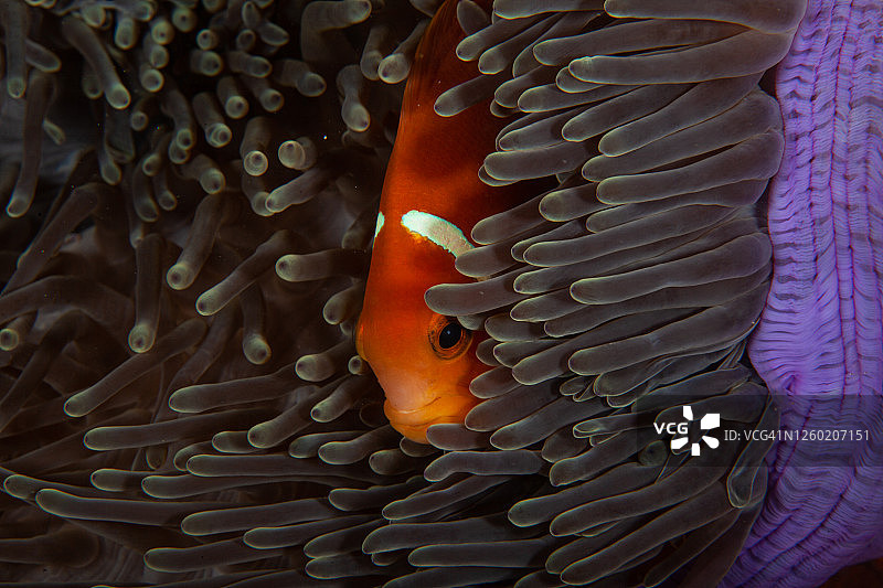 热带咸水珊瑚园中的小丑鱼、海葵鱼图片素材