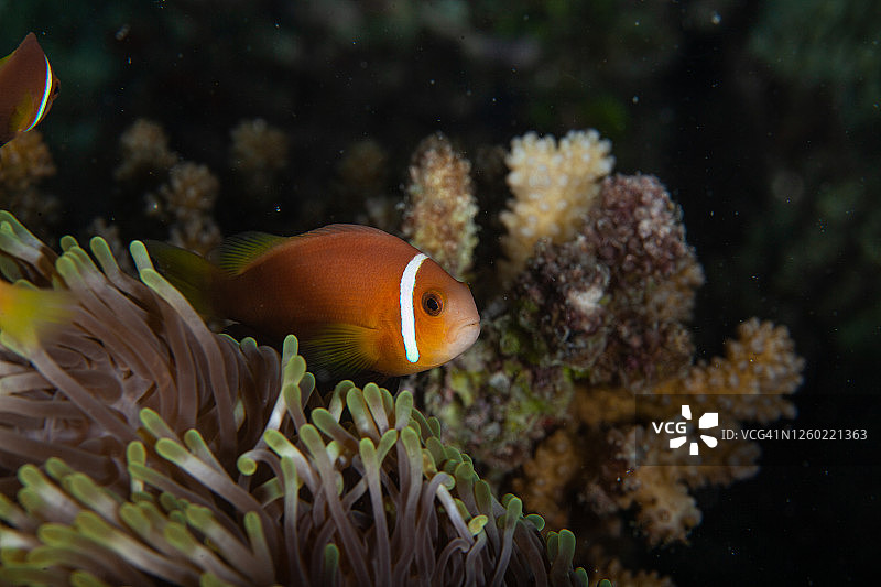 热带咸水珊瑚园中的小丑鱼、海葵鱼图片素材