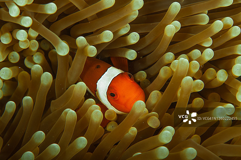 热带咸水珊瑚园中的小丑鱼、海葵鱼图片素材