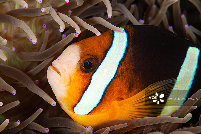 热带咸水珊瑚园中的小丑鱼、海葵鱼图片素材