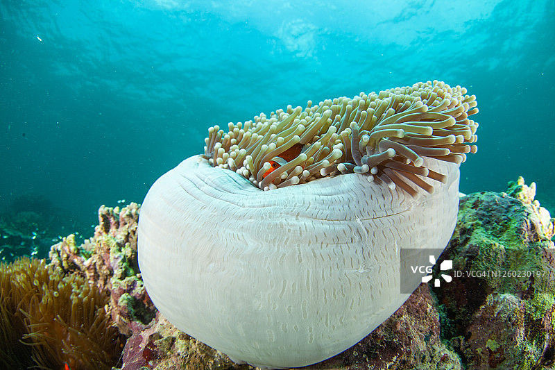 热带咸水珊瑚园中的小丑鱼、海葵鱼图片素材