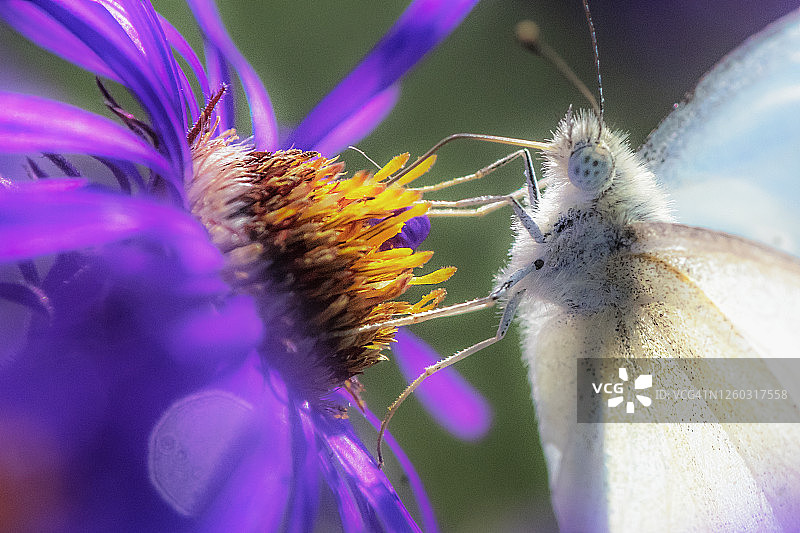 菜粉蝶与新英格兰紫菀微距特写图片素材