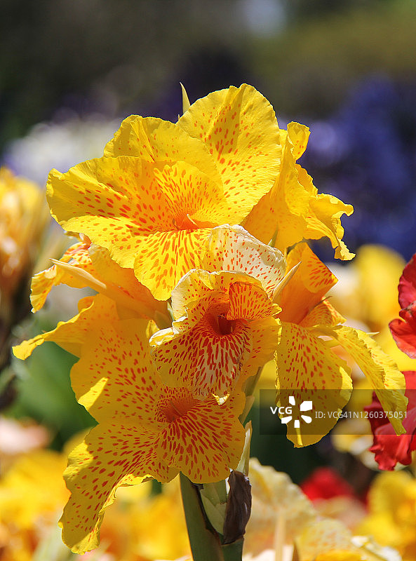 美人蕉图片素材