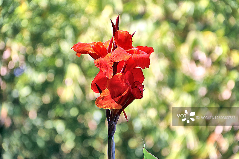 美人蕉图片素材