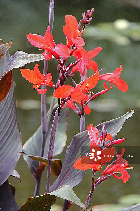 美人蕉图片素材