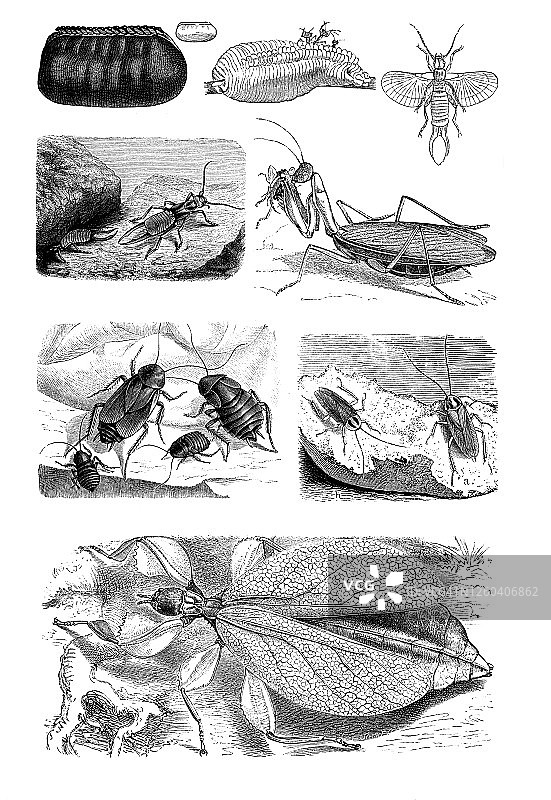 飞行昆虫老式雕刻插图图片素材