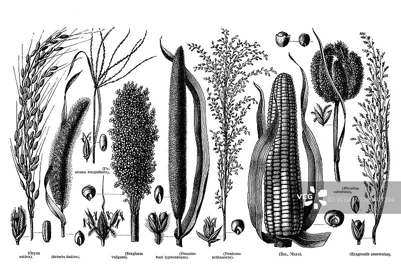 谷物植物的古老雕刻插图图片素材