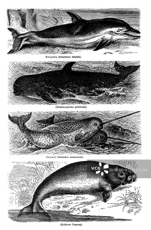 古老版画：鲸鱼，海洋哺乳动物图片素材