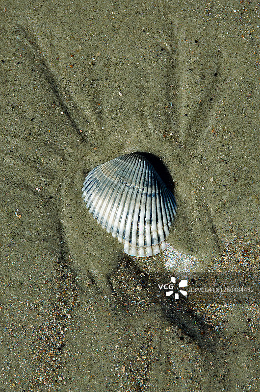 猎岛鸟蛤壳图片素材