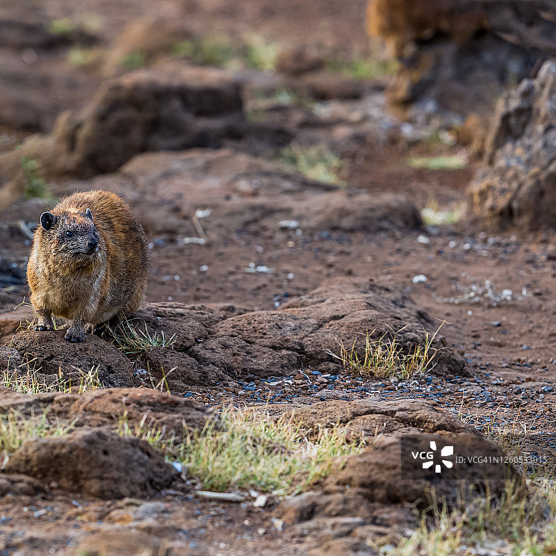 野外的岩蹄兔图片素材