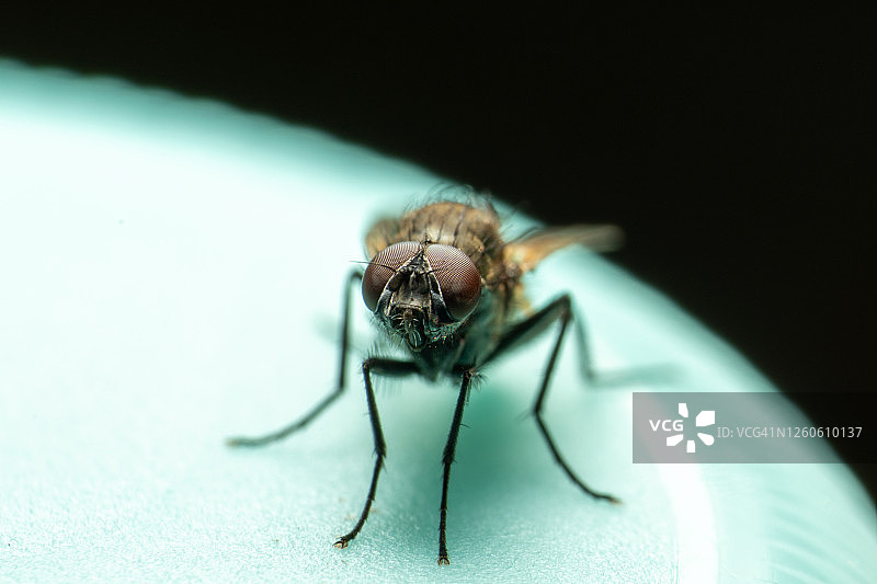 苍蝇图片素材