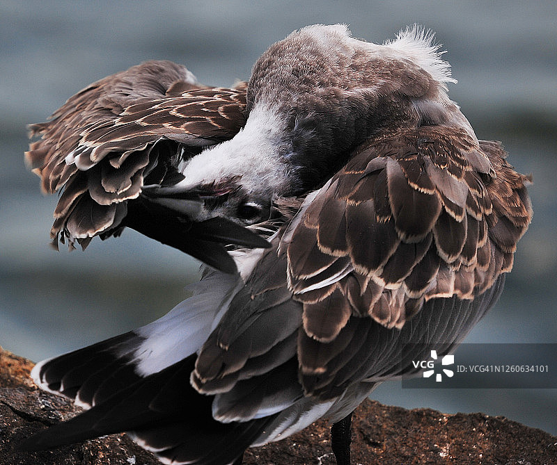 休憩的海鸥图片素材