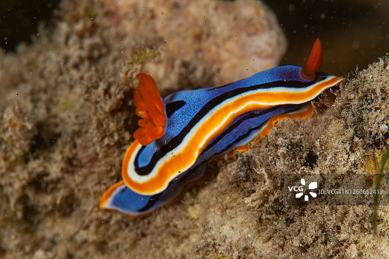 海洋生物：水下生活的彩色海蛞蝓图片素材