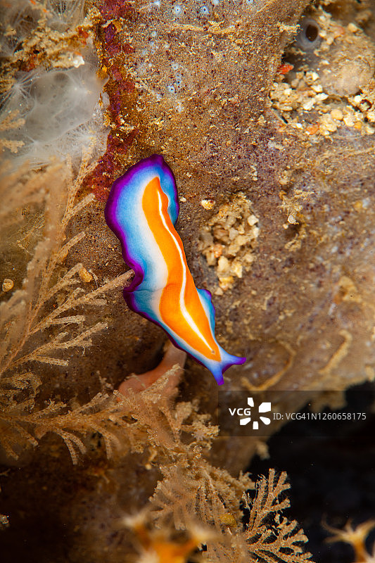 海洋生物：水下生活的彩色海蛞蝓图片素材