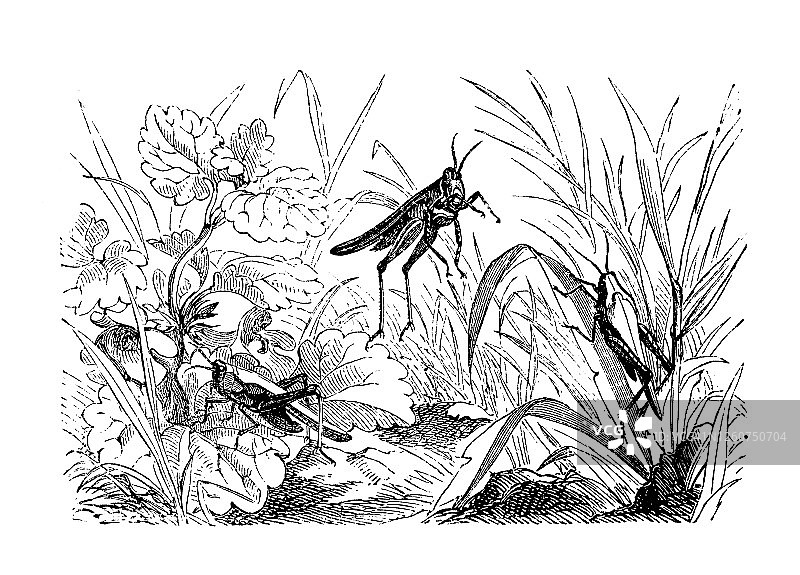 蚱蜢和细长蚱蜢飞行昆虫的雕刻插图图片素材