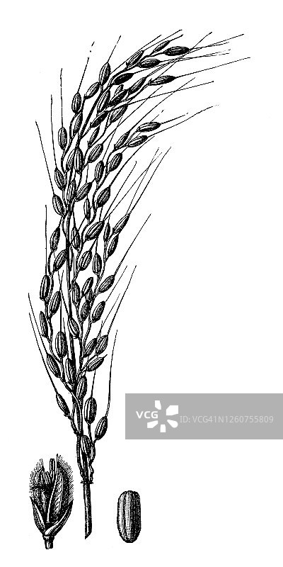 稻米古董版画插图：亚洲稻图片素材