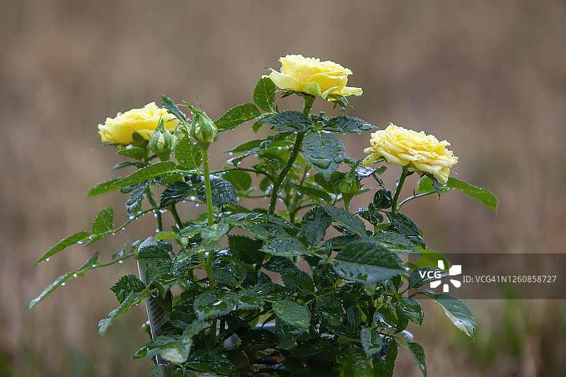 黄色玫瑰花图片素材