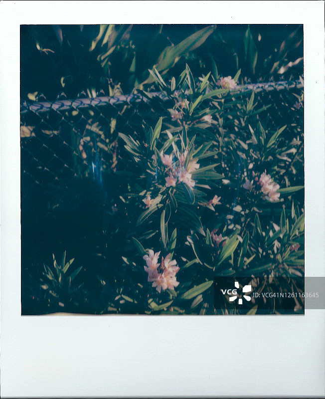 宝丽来风格鲜花围栏热带风光图片素材