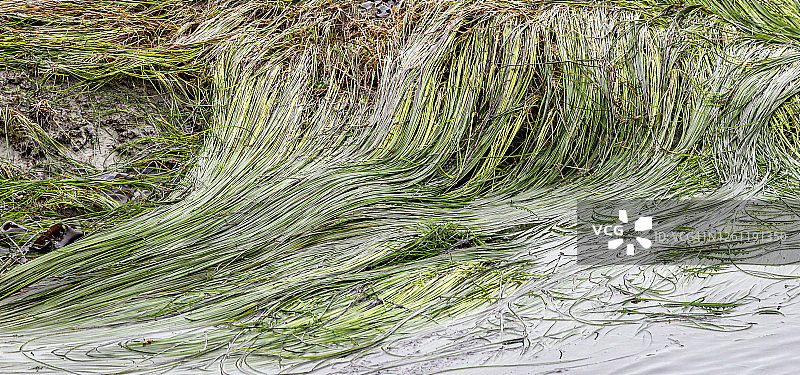 退潮时的莎草图片素材