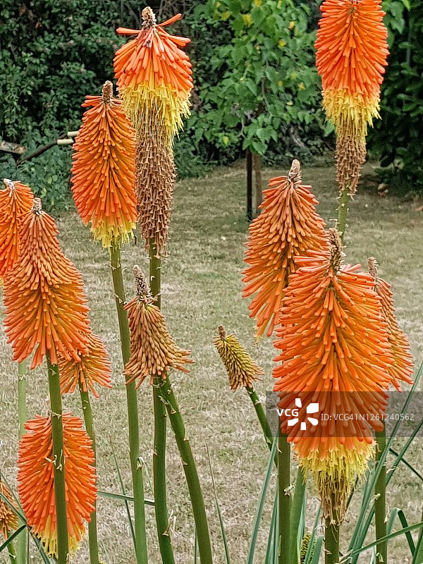 火把百合图片素材